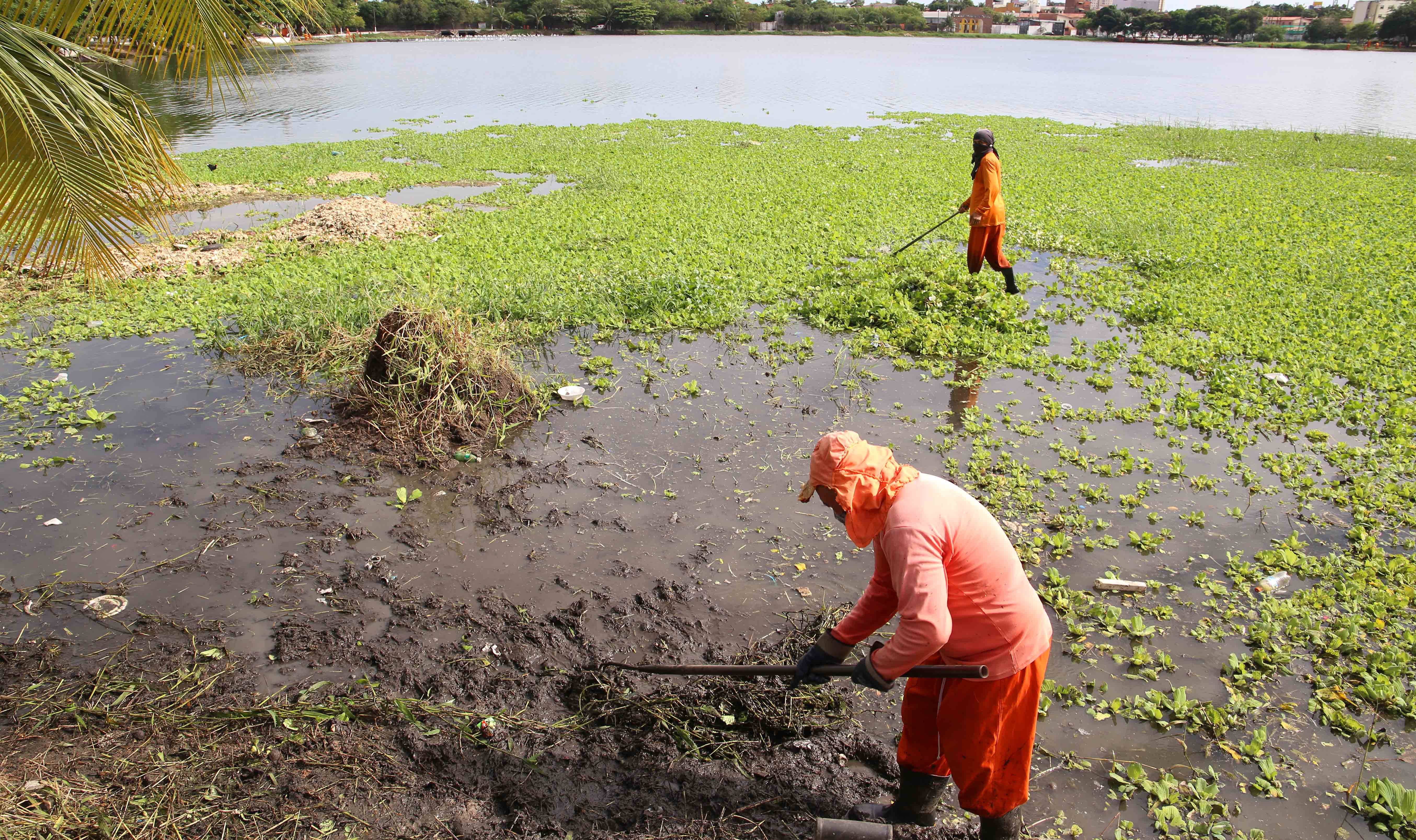 operários limpam a lagoa de porangabussu, retirando aguapés